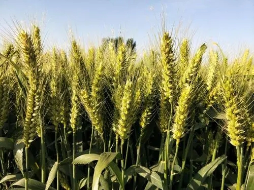 閑置小麥種子脫粒機(jī)保存不當(dāng)會(huì)出現(xiàn)哪些故障？